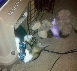 Austin before healing work